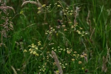 Iconographie - La prairie aux orchidées - Cumin des prés, silaum silus