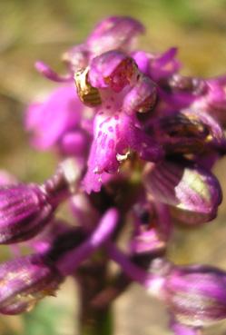 Iconographie - La prairie aux orchidées - Orchidée bouffon