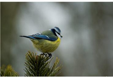 Iconographie - Mésange bleue