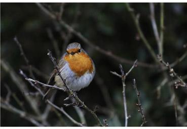 Iconographie - Oiseau attentif