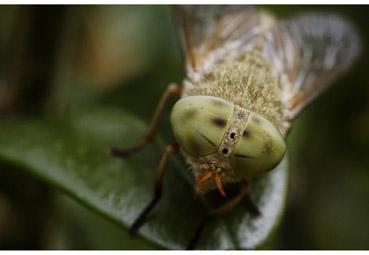 Iconographie - Regard d'insecte