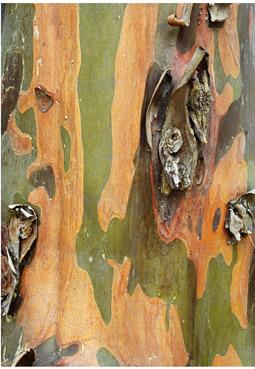 Iconographie - Ecorce d'Eucalyptus
