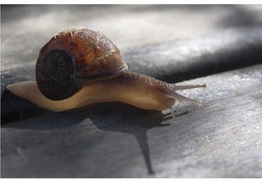 Iconographie - Un jeune escargot dévoile son intimité