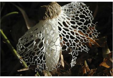 Iconographie - Dentelle de champignon