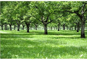 Iconographie - Vert-pomme