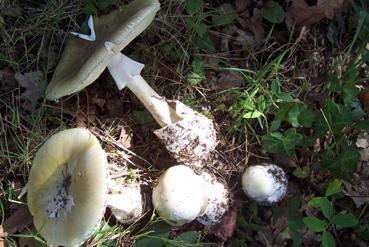 Iconographie - Amanita phalloides