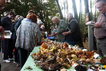 Iconographie - Sortie de la Société Mycologique de la Roche-sur-Yon aux Conches