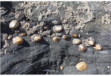 Iconographie - Constellation