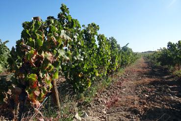 Iconographie - Evora - Vigne avant la récolte