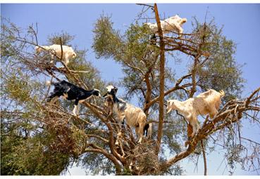 Iconographie - L'arbre à chèvres