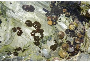 Iconographie - Tout un petit monde