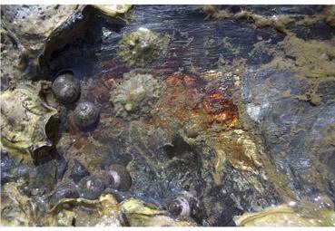 Iconographie - Dantesque