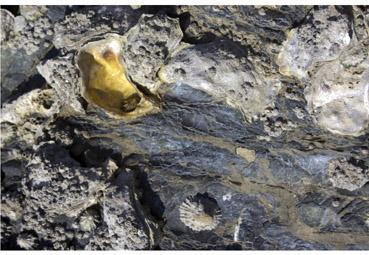 Iconographie - Vestige d'huitre