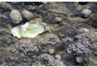 Iconographie - Couleurs de la nacre