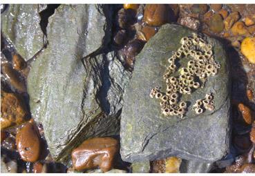 Iconographie - Petite colonie