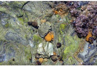 Iconographie - Formes et couleurs de l'estran