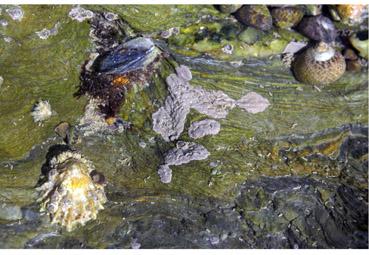 Iconographie - Couleurs et formes de l'estran II