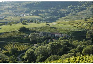 Iconographie - Le berceau des grands crus II