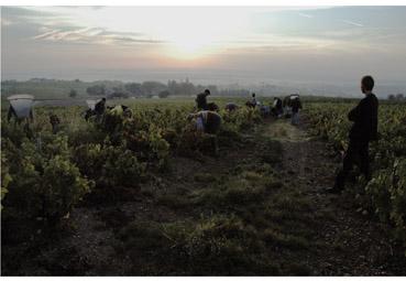 Iconographie - Fin de journée dans les vignes