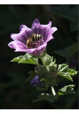 Iconographie - Butinage