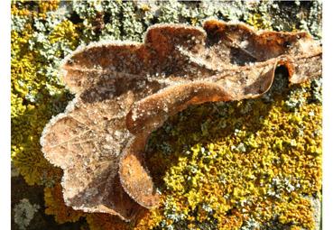 Iconographie - Gelée blanche