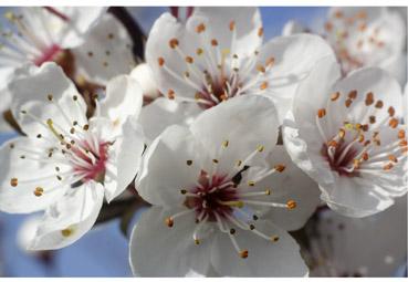 Iconographie - Fleurs de février