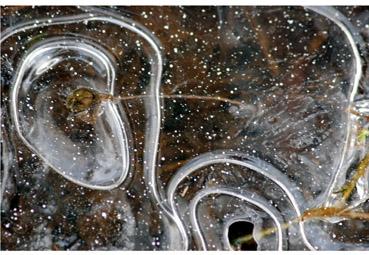 Iconographie - Courbes dans la glace 6