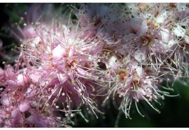 Iconographie - Exubérance