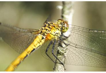 Iconographie - La belle jaune