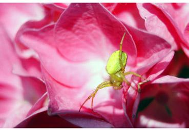 iconographie - Le danger guette