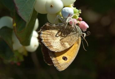 iconographie - La mort en ce jardin