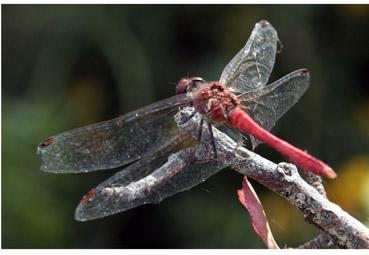 iconographie - La belle rouge