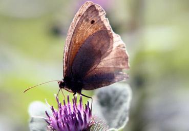 Iconographie - Transparence