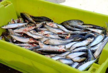 Iconographie - Sardine sonore -  Des sardines destinées aux grillades