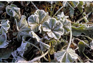 iconographie - Givre I