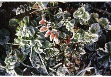 Iconographie - Givre II