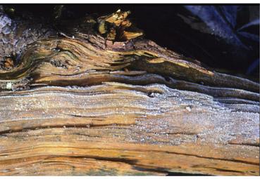 Iconographie - Givre III