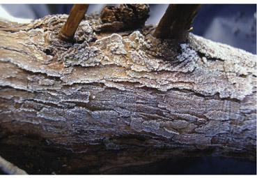 Iconographie - Givre IV