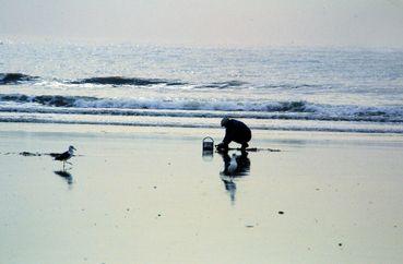 Iconographie - Pêche aux pignons (donax vittatus)