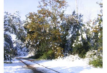 Iconographie - Neige inattendue