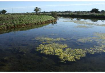 Iconographie - Eaux dormantes