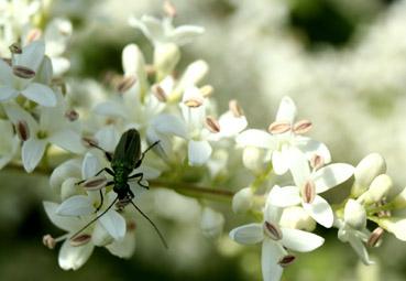 Iconographie - petite bête