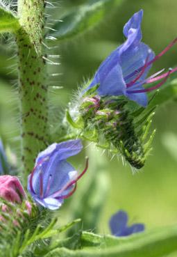 Iconographie - Vipérine