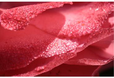 Iconographie - Délicatesse