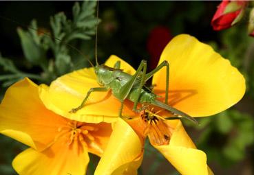 Iconographie - En évidence