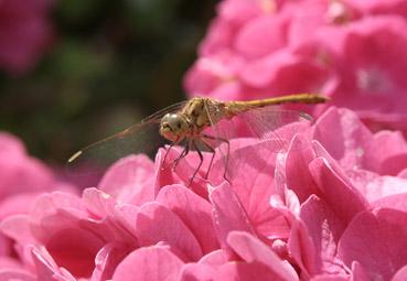 Iconographie - Pas si sympathique!