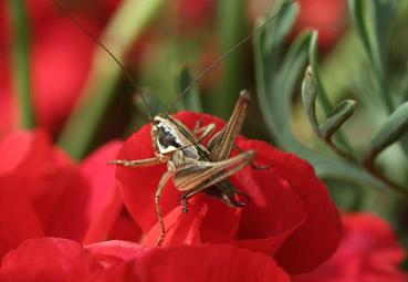 Iconographie - Mauvaise cache II