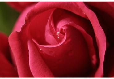 Iconographie - Coeur de rose