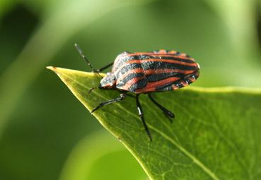 Iconographie - En habit d'Arlequin