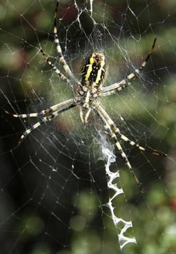 Iconographie - Au centre de la toile